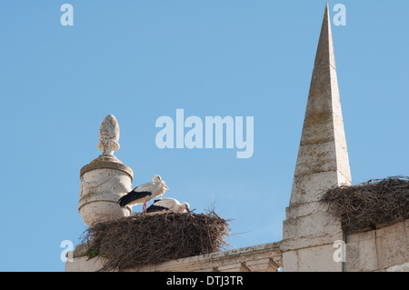 Paire de cigognes nichant sur le haut d'un bâtiment ancien Portugal Banque D'Images