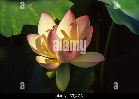 Fleur de Lotus indien [Nelumbo nucifera ] DANS UN LAC Banque D'Images