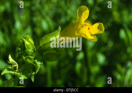 MONKEY FLOWER [ Mimulus guttatus ] ET LA CULTURE D'ESPÈCES VÉGÉTALES EN ECOSSE Banque D'Images