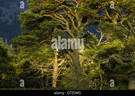 La lumière du soleil SUR LE VIEUX CALEDONIAN pins (Pinus sylvestris) EN ECOSSE Banque D'Images