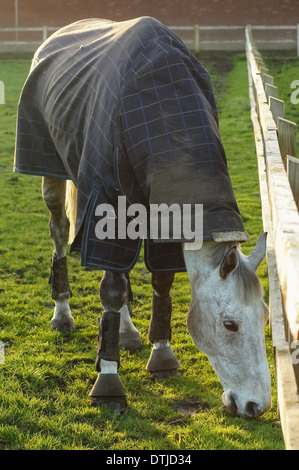 Le pâturage de chevaux au pâturage en hiver soleil, Londres Angleterre Royaume-Uni UK Banque D'Images