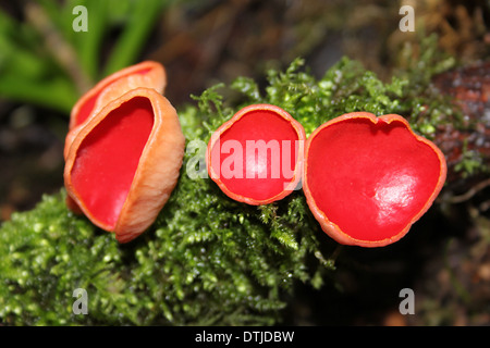 Sarcoscypha coccinea Scarlet Elf Cup Banque D'Images