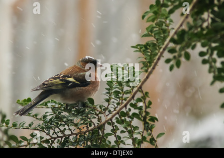Chaffinch (Fringilla coelebs) dans le temps enneigé Banque D'Images