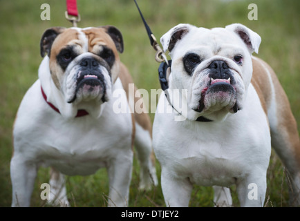 Fauve et blanc deux Bulldogs anglais sur les pistes à la recherche vers le haut de l'Angleterre Banque D'Images