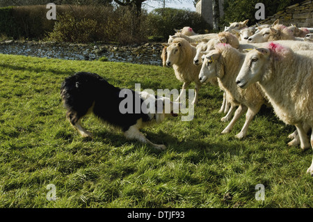 Un petit travail de chien de troupeau de moutons Gloucestershire Angleterre Banque D'Images
