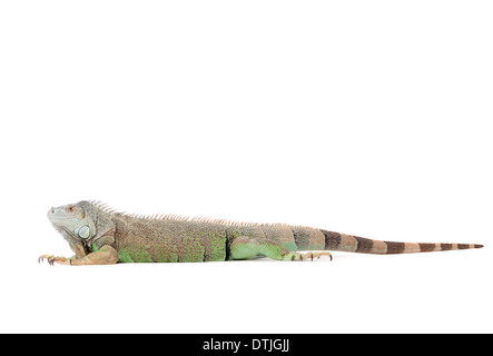 Jeune iguane dans un temps havingnice studio blanc Banque D'Images