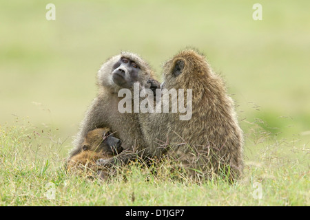 Des babouins olive (Papio anubis) deux adultes et une jeune de toilettage mutuel suckling, Masai Mara, Kenya, Afrique de l'Est Banque D'Images