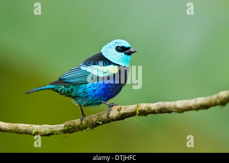 Calliste à cou bleu (Tangara cyanicollis) mâle adulte, perché sur une branche en Equateur, Amérique du Sud Banque D'Images