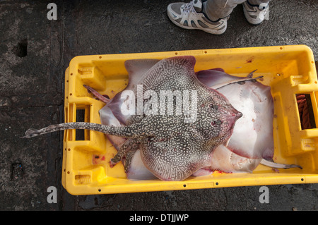 Thornback ray (Raja clavata) sur le quai de pêche par pêche aux lignes de bateau. Sao Miguel, l'archipel des Açores. Banque D'Images