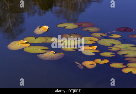 Les feuilles de nénuphar OU EN APPUI SUR LA SURFACE D'UN LAC [Nymphaeaceae ] Banque D'Images