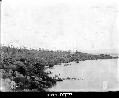 Une photographie de pélicans rassemblés à la mer de Salton en Californie, prise vers 1910, montrant ces oiseaux aquatiques dans leur environnement naturel. Banque D'Images