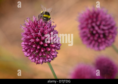 Allium et abeille Banque D'Images