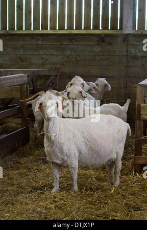 Curieux de chèvres angora dans une grange, Plymouth. Banque D'Images