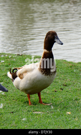 Beau mâle canard couche Kaki Campbell dans la ferme au milieu de la Thaïlande Banque D'Images