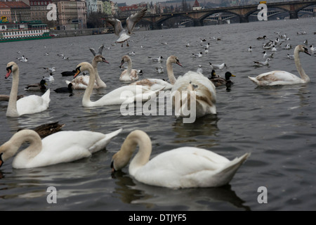 Les canards et les cygnes de la rivière Vltava, dans le centre de Prague. La Vltava, la plus longue rivière de la République tchèque, la capitale tchèque est diviser Banque D'Images