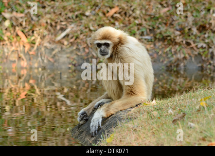 Belle main blanche Gibbon (Hylobates lar) assis sur le sol Banque D'Images