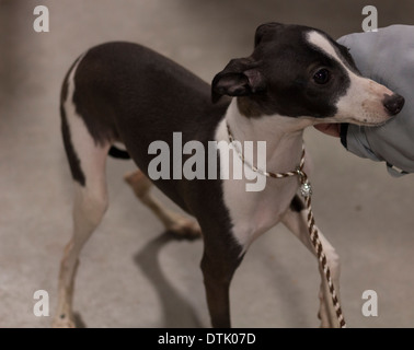 Chiot Whippet dans l'anneau à l'Ontario Breeder's Dog Show à Lindsay, Ontario Banque D'Images