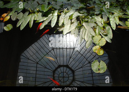 Une réflexion de le plafond de verre d'une véranda sur la surface d'un étang à poissons. Banque D'Images