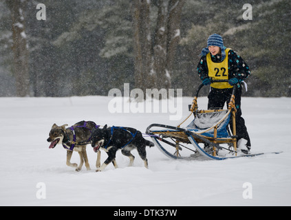 Young female racer course de traîneaux à chiens dans deux cas de Marmora Snofest dans une tempête de Ontario Canada Banque D'Images