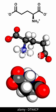 L'acide glutamique (Glu, E, glutamate) Acide aminé neurotransmetteur et molécule. Les acides aminés sont les blocs de construction de toutes les protéines. Banque D'Images