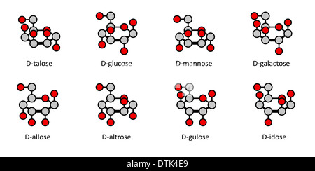 D-le glucose sucres : allose altrose,, glucose, mannose, gulose idose,, galactose, talose. Haworth-comme des projections. Banque D'Images