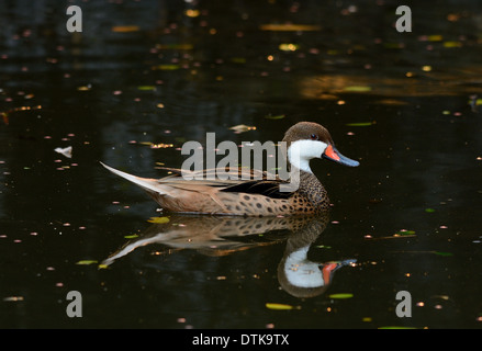 Beautiful Red-billed Teal (Anas erythrorhyncha) reposant sur l'eau Banque D'Images