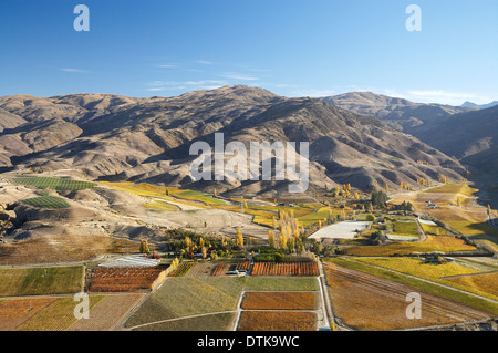 Vignes, Bannockburn, près de Cromwell, Central Otago, île du Sud, Nouvelle-Zélande - vue aérienne Banque D'Images