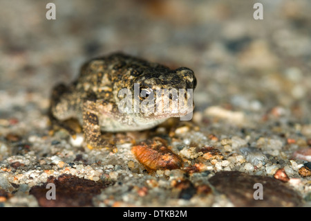 Un bébé American toad Anaxyrus americanus Banque D'Images