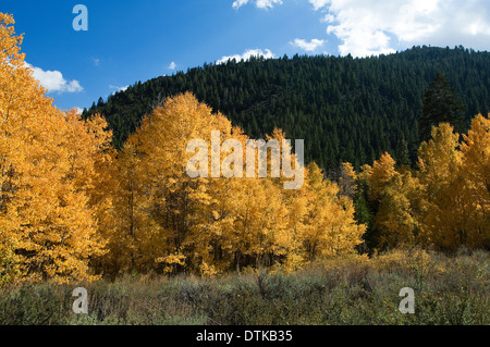 Un bosquet de peupliers colorés à Reno, Nevada Banque D'Images