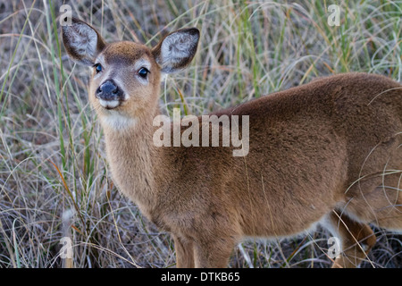 Les jeunes le cerf de Virginie (Odocoileus virginianus) debout dans l'herbe haute. Banque D'Images