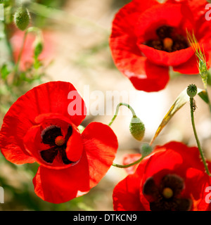 Close up de fleurs de pavot rouge Banque D'Images