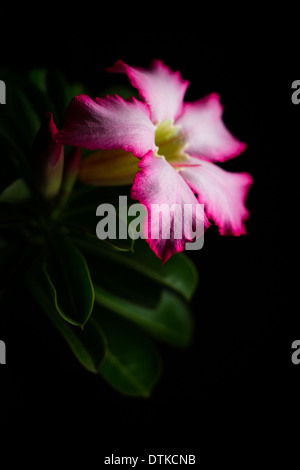 Adenium obesum rose Banque D'Images