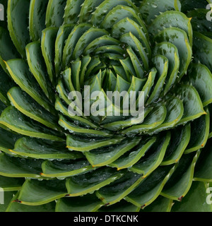 Close up de motif de feuilles en spirale Banque D'Images
