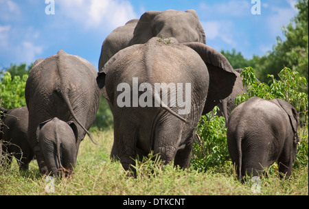 Vue arrière des éléphants dans le parc national de marche Banque D'Images