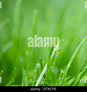 Close up de gouttelettes d'eau sur des brins d'herbe Banque D'Images