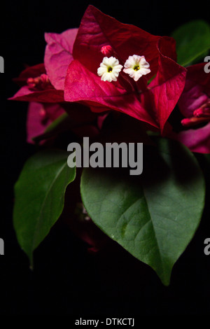 Bougainvillea glabra fond noir Banque D'Images