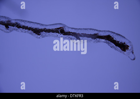 Branche d'un pommier, encastré dans la glace, transformé par une tempête d'hiver freak Banque D'Images