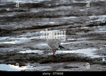 Mouette à la recherche de nourriture dans les rochers à marée basse Banque D'Images