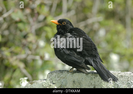 Blackbird Turdus merula - Mâle Banque D'Images