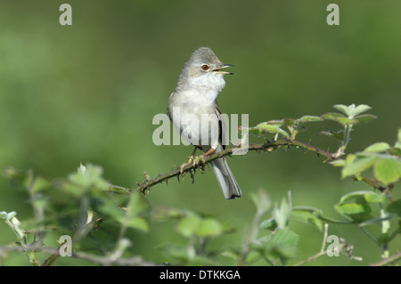 Fauvette grisette Sylvia communis Banque D'Images