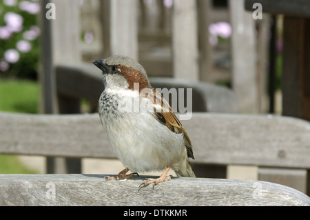 Moineau domestique Passer domesticus Banque D'Images
