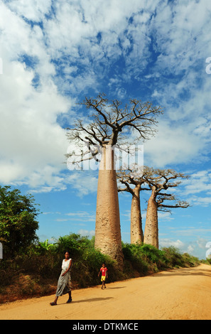 Madagascar, Morondava, Baobab Alley, vue sur l'Adansonia grandidieri Banque D'Images