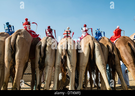 Les chameaux et robot télécommandé à jockeys de chameau Dubai Racing Club de l'Al Marmoum à Dubaï Émirats Arabes Unis Banque D'Images