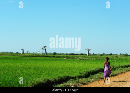 Madagascar, Morondava, Baobab Alley, woman walking avec vue sur l'Adansonia grandidieri dans l'arrière-plan Banque D'Images