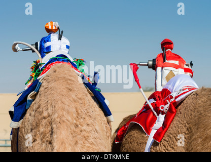 Robot télécommandé à jockeys de courses de chameaux à Dubai Racing Club de chameau à Al Marmoum à Dubaï Émirats Arabes Unis Banque D'Images