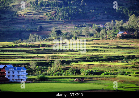 Madagascar, à l'intérieur des terres, vue sur les champs de riz Banque D'Images