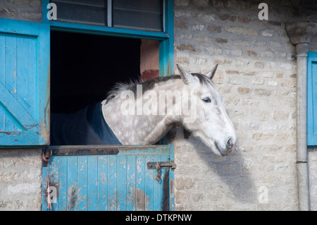Un cheval gris pommelé scrutant d'une porte de l'écurie. UK. Banque D'Images