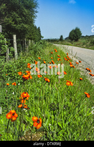 FOX et routière d'oursons fleurs [ Pilosella aurantiaca] ET LES PLANTES DANS L'ECOSSE SUTHERLAND Banque D'Images