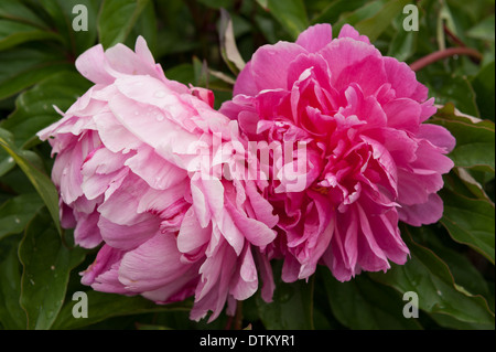 Les fleurs roses en pleine floraison Banque D'Images