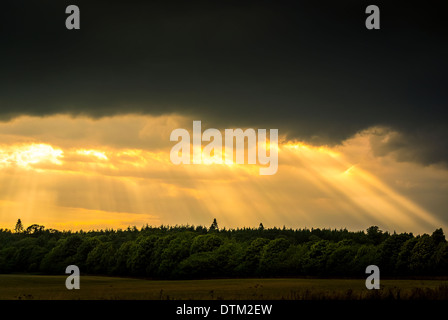 Le soleil qui rayonne à travers les arbres de nuages orageux Banque D'Images